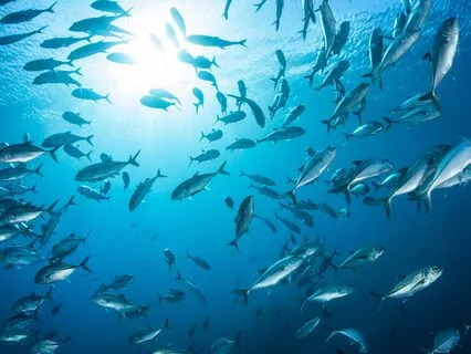 Ocean Wave Sounds & Soft Calming Music For Deep Meditation