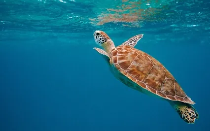 Ocean Waves Nature Sound Healing