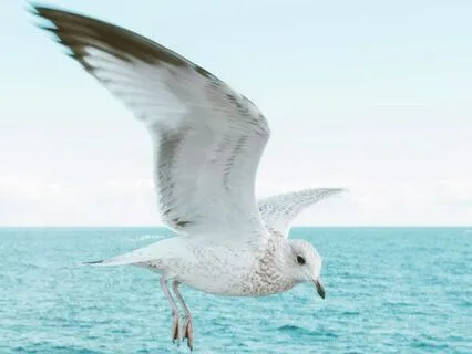 Ocean Waves & Seagulls | Soundscape For Deep Sleep