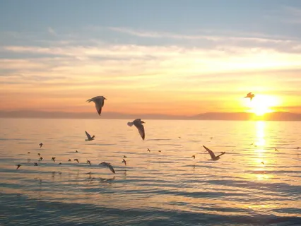 Ocean Waves With Birdsong