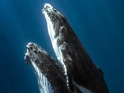 Sound Healing: Oceania’s Song (360° Mind+Body Audio)