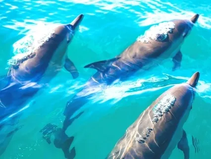 Oceania - Underwater Session