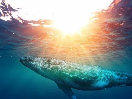 Oceanic Bliss ~ Healing Music For Deep Somatic Release