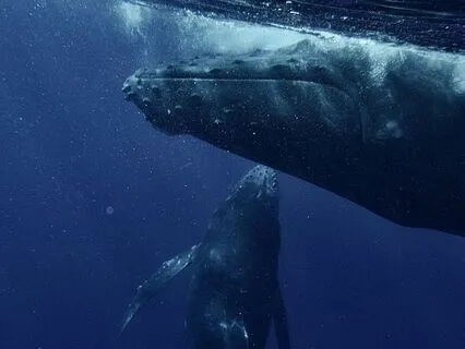 Oceans Of Peace: Whale Song And Improvisational Piano
