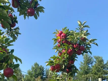 October 2025 Oracle Reading