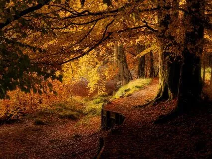 October Energy Activation With Reiki Healing