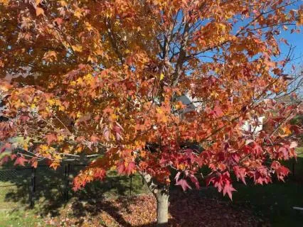 October Light: Autumn Meditation For Calm & Renewed Energy