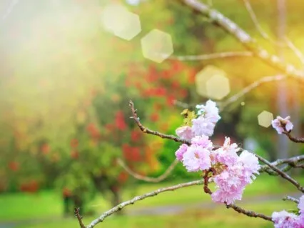 Ode To Spring (Live Request)