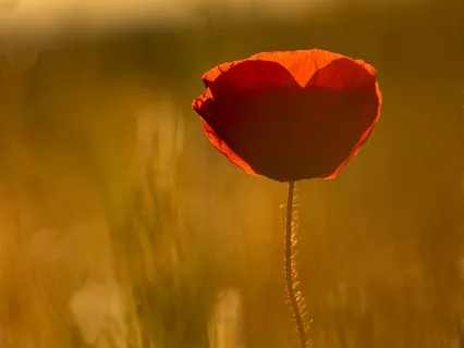 "Of Course" Kindness Practice