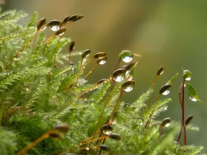 Of Moss and Moonlight