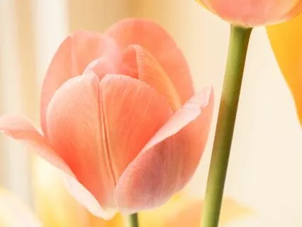 Offer An Apology On The Soul Plane