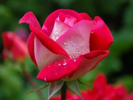 Offer Your Heart: Radiance Sutras Verse 147