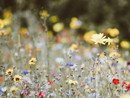 Compassion Holds For Gentle Self-Regulation