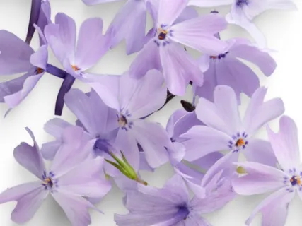 Offering Compassion To Your Difficult Emotions