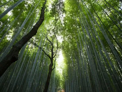 Office Zen: Quick Meditation Break For Workplace Calm