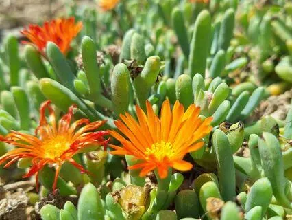 Ohm Higher Chakra Nature Purification Frequency