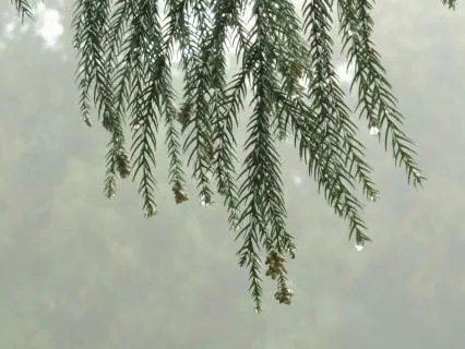 Ojo -Rain - 432Hz Sonic Journey For Relaxation and Sleep