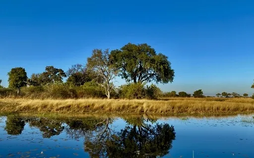 Okavango Delta Morning