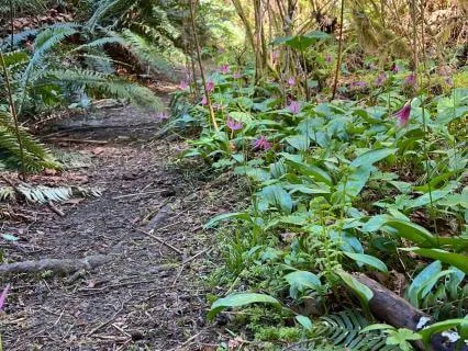 Old Growth Forest Immersion