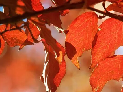 Old Halloween Customs From Ireland