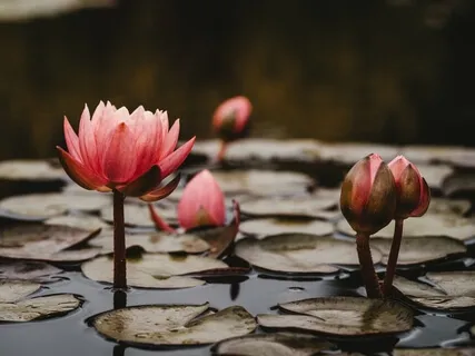 Медитация На Очищение и Балансирование Чакр.