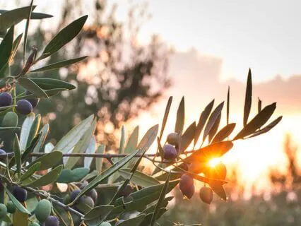Olive Grove Reverie – Strength & Serenity In Sound
