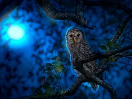 Olive The Owl And The Dream Garden - Bedtime Story For Kids