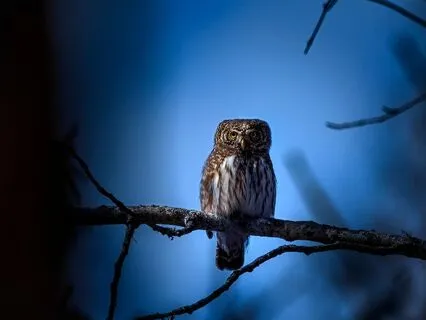 Olive The Owl And The Little Lost Star – Kids Sleep Story