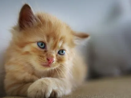 Oliver The Brave Little Kitten - A Bedtime Story For Kids