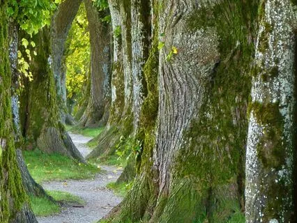 Om Ah Hum: To balance Thoughts, Emotions And Body