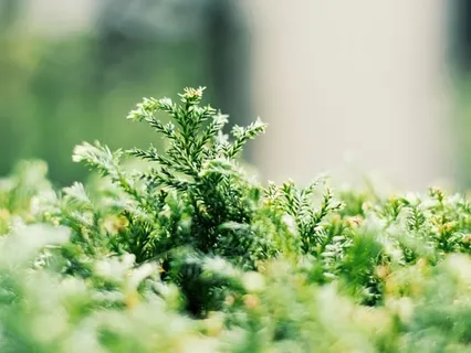 Om Aim Hrim Klim Chamundaye Viche Namaha