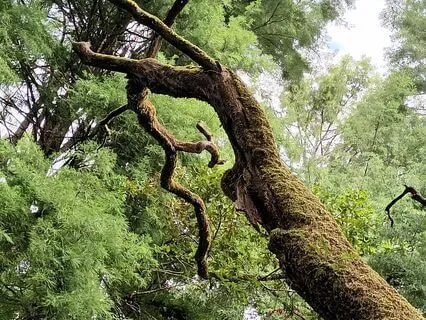 Om Frequency (Mysterious Ambient, Frequency 136.1 Hz)