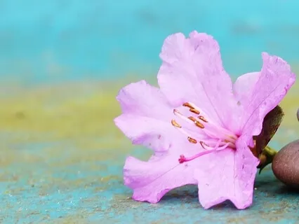 Om Gam Ganapataye Namaha