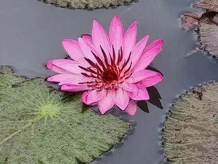 Om Lokah Samastah Sukino Bhavantu