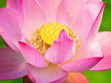 Om Maha Devi - Light Of The Goddess