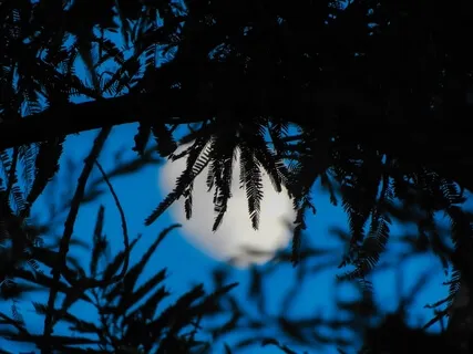 Om Mani PadMe Hum: Chanting For Healing & Sleep