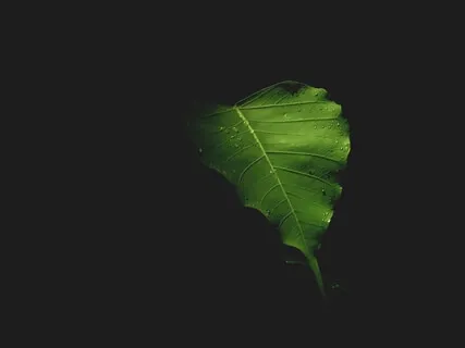 Om Mani PadMe Hum: Chanting For Morning Meditation