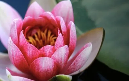 Om Mani Padme Hum (Compassion Mantra Song)