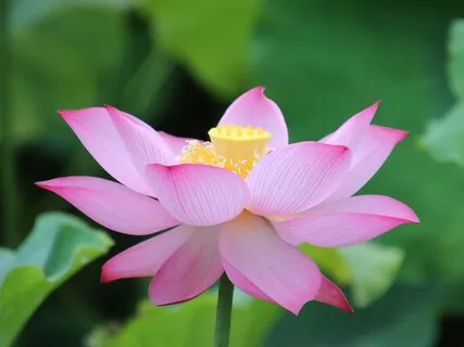 Om Mani Padme Hum Kirtan Chant