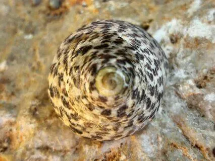 Om Mantra – Timeless | 432 Hz Binaural