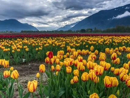 Om Meditation Removes All Obstacles -1