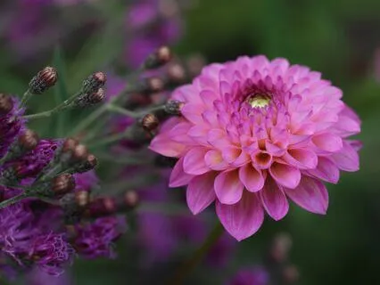 OM NAMA SHIVAYA Mantra Meditation