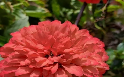 Om Nama Shyvaya Meditation English 