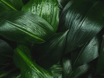 Om Namo Bhagavate Vasudevaya