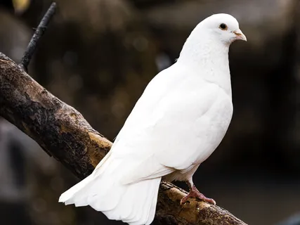 Mantra For HealingOm Prabhu Deep Niranjan Saba Dukha Bhanjan