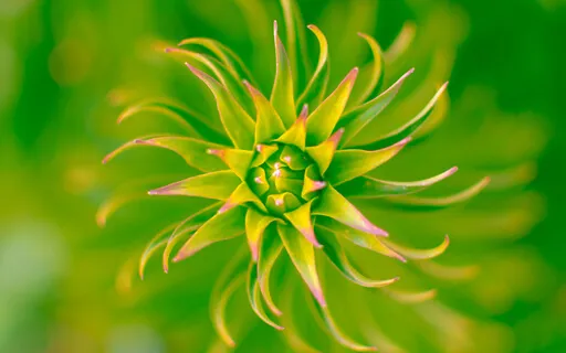 Om Shanti (Releasing)