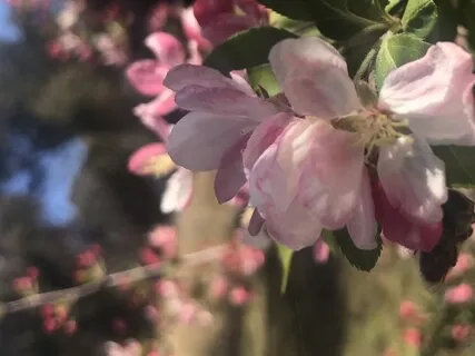 Om Shraddhaya Namaha