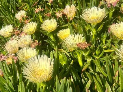 Om Shree Radha Krishnaya Namaha || Radhe