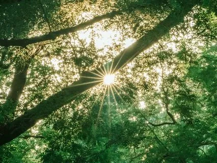 Om Tare - Green Tara Mantra