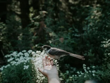 Omkara & Gotama – The Call Home